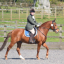 heart-beats-and-hoof-beats avatar