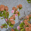 heart-of-lions-soul-of-fire avatar