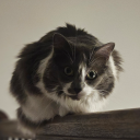 heart-over-heart avatar