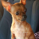 heartattackity avatar