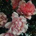 heartbreaker-2003 avatar