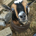 hearthomefarm avatar