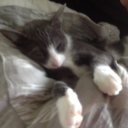 heartless-gentleman avatar