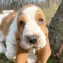 heartofdracula avatar