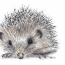 hearts-diamonds avatar