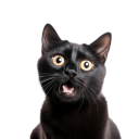 heartshapedhooves avatar