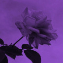 heartsicksorrow avatar