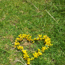 heartsneverfade avatar