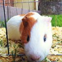 hearttbreak-hotel avatar