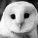 hearty-white-owl avatar