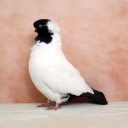 heatedswimmingpool avatar