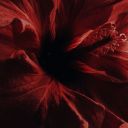 heaven-surrounds-you avatar