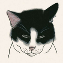 heavenisfullofcats avatar