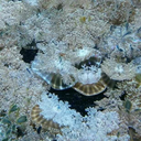 heavenly-spire avatar