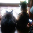 heavenlynothing avatar