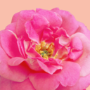 heavensnetiswide avatar