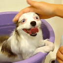 heavenstogretzky avatar