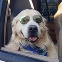 heckin-good-memes avatar