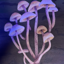 hectic-eclectic avatar