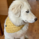 hecticheretic avatar