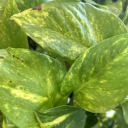 hedera-alcove avatar