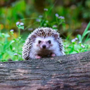 hedgehog-anon avatar