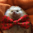 hedgehog-in-a-teacup avatar