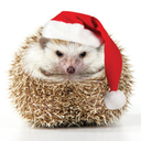 hedgehog-o-brien avatar