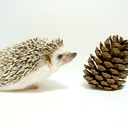 hedgehogcalendar avatar