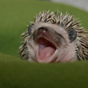 hedgehogcheesecake avatar