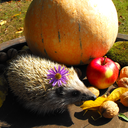 hedgehogs-and-leaves avatar