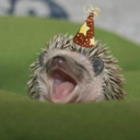 hedgehogs-with-hats-blog avatar