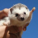 hedgehogvpalto avatar