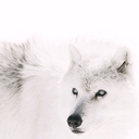 hedone-enjoy-pleasure avatar