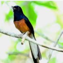 hedwig-is-my-pillow-pet avatar