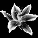 heed-my-cries avatar