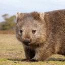 heftywombat avatar