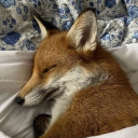 heimlich-hospital avatar