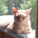 heiressreblogsthings avatar