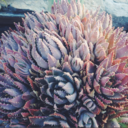 heirloomstars avatar