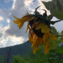 helianthus-0 avatar