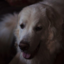 helianthus-argophyllus avatar