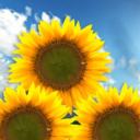 helianthuscrown avatar