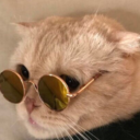 hella-cool-cats avatar