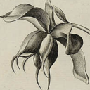 helleboreblack avatar
