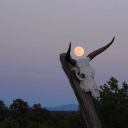 hellenic-cowboy avatar