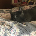 hello-hi-no-bye avatar