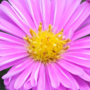 hello-springwhisker avatar