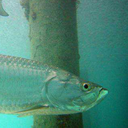 hello-tarpon avatar