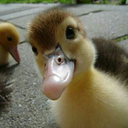 hello-this-is-duck avatar